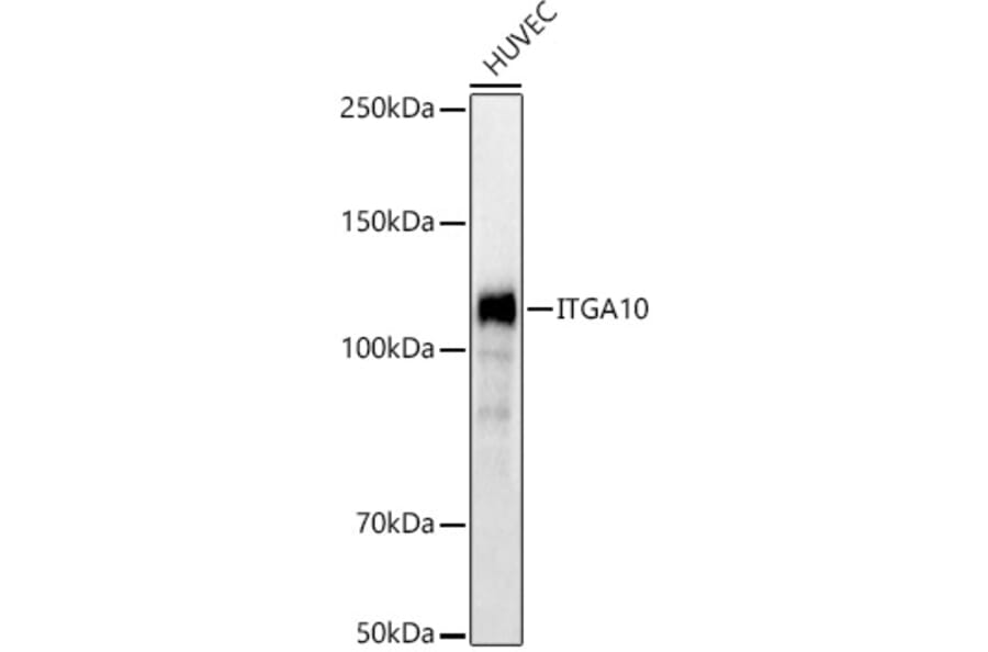 Western Blot - Anti-ITGA10 Antibody (A91702) - Antibodies.com