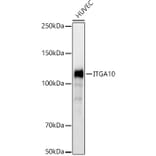 Western Blot - Anti-ITGA10 Antibody (A91702) - Antibodies.com
