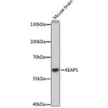 Western Blot - Anti-KEAP1 Antibody (A17061) - Antibodies.com