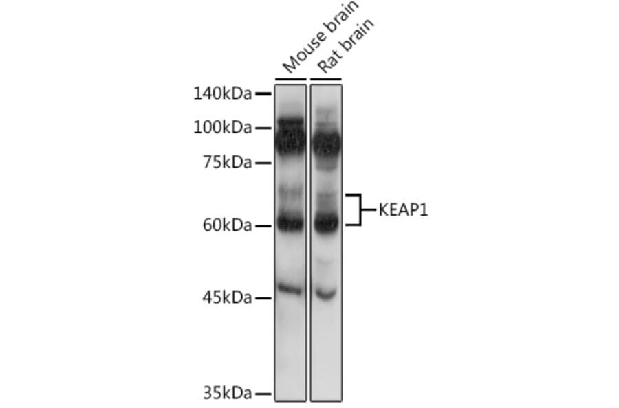 Western Blot - Anti-Keap1 Antibody (A91705) - Antibodies.com