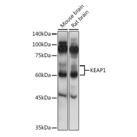 Western Blot - Anti-Keap1 Antibody (A91705) - Antibodies.com