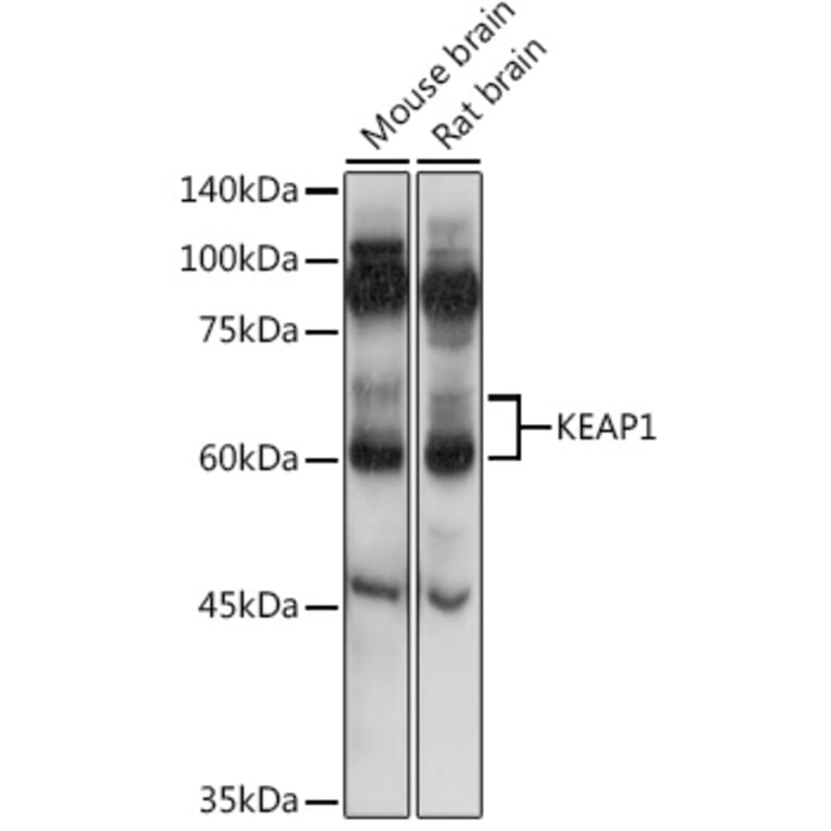 Western Blot - Anti-Keap1 Antibody (A91705) - Antibodies.com