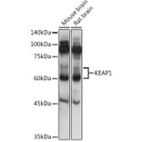 Western Blot - Anti-Keap1 Antibody (A91705) - Antibodies.com