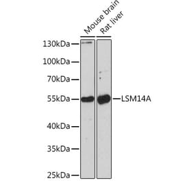 Western Blot - Anti-RAP55 Antibody (A91708) - Antibodies.com