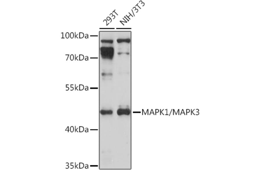 Western Blot - Anti-ERK1 + ERK2 Antibody (A91710) - Antibodies.com
