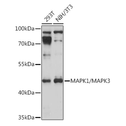 Western Blot - Anti-ERK1 + ERK2 Antibody (A91710) - Antibodies.com