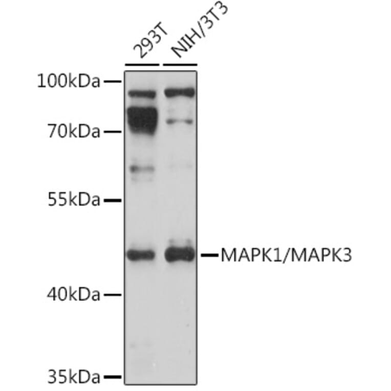 Western Blot - Anti-ERK1 + ERK2 Antibody (A91710) - Antibodies.com