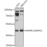 Western Blot - Anti-ERK1 + ERK2 Antibody (A91710) - Antibodies.com