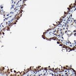 Immunohistochemistry - Anti-ERK1 + ERK2 Antibody (A91710) - Antibodies.com