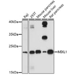 Western Blot - Anti-MIXL1 Antibody (A91714) - Antibodies.com