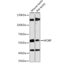 Western Blot - Anti-MOBP Antibody (A91716) - Antibodies.com
