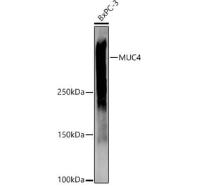 Western Blot - Anti-MUC4 Antibody (A91718) - Antibodies.com