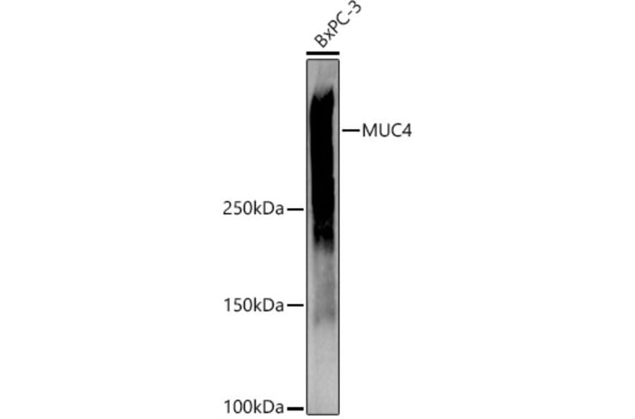 Western Blot - Anti-MUC4 Antibody (A91718) - Antibodies.com