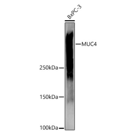 Western Blot - Anti-MUC4 Antibody (A91718) - Antibodies.com
