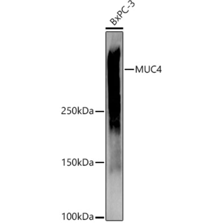 Western Blot - Anti-MUC4 Antibody (A91718) - Antibodies.com