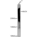 Western Blot - Anti-MUC4 Antibody (A91718) - Antibodies.com