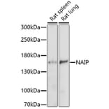 Western Blot - Anti-NAIP Antibody (A91719) - Antibodies.com