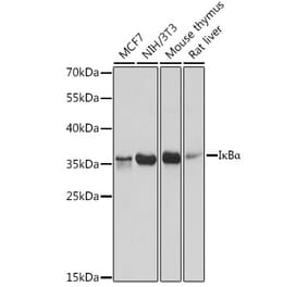 Western Blot - Anti-IKB alpha Antibody (A91723) - Antibodies.com