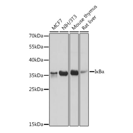 Western Blot - Anti-IKB alpha Antibody (A91723) - Antibodies.com