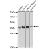 Western Blot - Anti-IKB alpha Antibody (A91723) - Antibodies.com