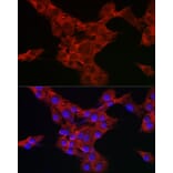 Immunofluorescence - Anti-IKB alpha Antibody (A91723) - Antibodies.com