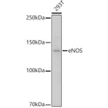 Western Blot - Anti-eNOS Antibody (A91724) - Antibodies.com