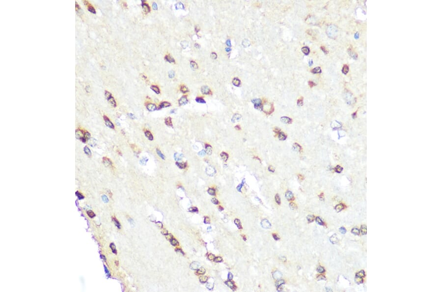 Immunohistochemistry - Anti-eNOS Antibody (A91724) - Antibodies.com