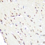 Immunohistochemistry - Anti-eNOS Antibody (A91724) - Antibodies.com