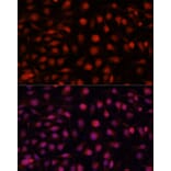 Immunofluorescence - Anti-eNOS Antibody (A91724) - Antibodies.com