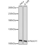 Western Blot - Anti-Notch1 Antibody (A91725) - Antibodies.com