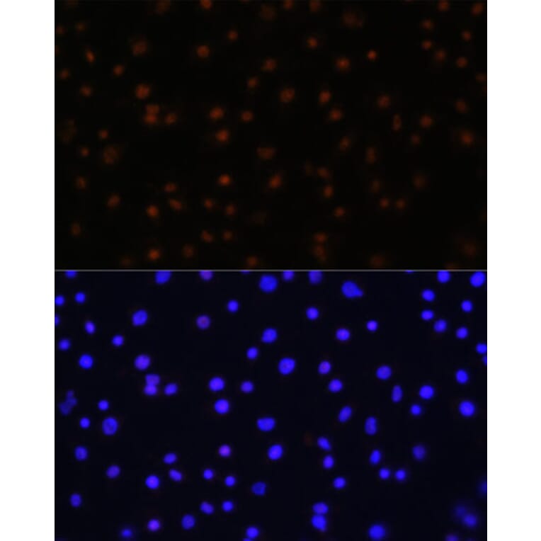 Immunofluorescence - Anti-NPAS2 Antibody (A91726) - Antibodies.com