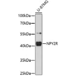 Western Blot - Anti-NPY2R/Y2 receptor Antibody (A91727) - Antibodies.com