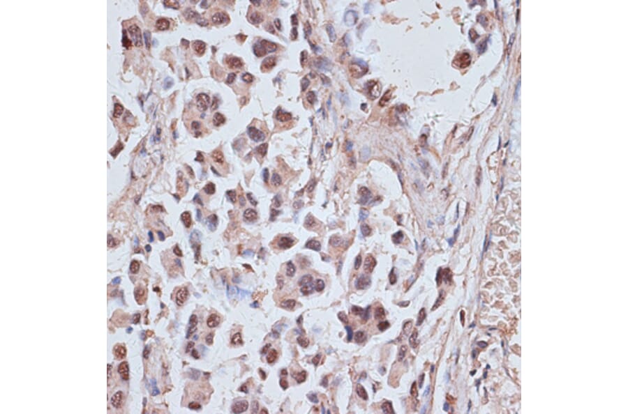 Immunohistochemistry - Anti-NR5A2 / LRH1 Antibody (A91729) - Antibodies.com