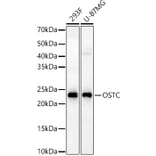 Western Blot - Anti-OSTC Antibody (A91730) - Antibodies.com