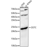 Western Blot - Anti-OSTC Antibody (A91730) - Antibodies.com