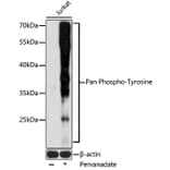 Western Blot - Anti-pan phospho Tyrosine Antibody (A91731) - Antibodies.com