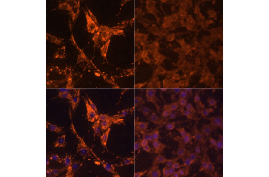 Immunofluorescence - Anti-pan phospho Tyrosine Antibody (A91731) - Antibodies.com
