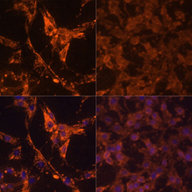 Immunofluorescence - Anti-pan phospho Tyrosine Antibody (A91731) - Antibodies.com