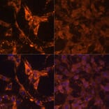Immunofluorescence - Anti-pan phospho Tyrosine Antibody (A91731) - Antibodies.com