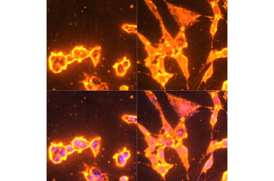 Immunofluorescence - Anti-pan phospho Tyrosine Antibody (A91731) - Antibodies.com