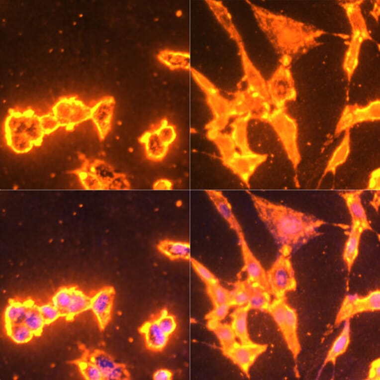 Immunofluorescence - Anti-pan phospho Tyrosine Antibody (A91731) - Antibodies.com