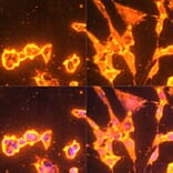 Immunofluorescence - Anti-pan phospho Tyrosine Antibody (A91731) - Antibodies.com