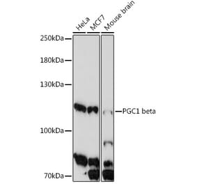 Western Blot - Anti-PGC1 beta Antibody (A91738) - Antibodies.com