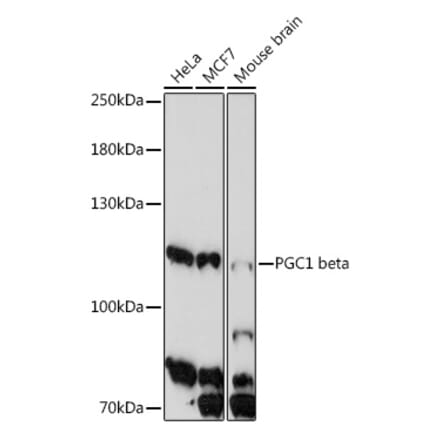 Western Blot - Anti-PGC1 beta Antibody (A91738) - Antibodies.com