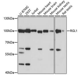 Western Blot - Anti-RGL1 Antibody (A91749) - Antibodies.com