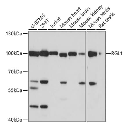 Western Blot - Anti-RGL1 Antibody (A91749) - Antibodies.com