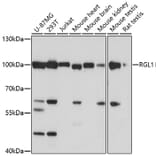 Western Blot - Anti-RGL1 Antibody (A91749) - Antibodies.com