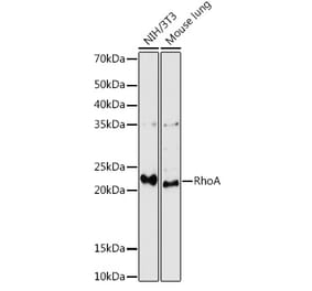 Western Blot - Anti-RhoA Antibody (A91750) - Antibodies.com