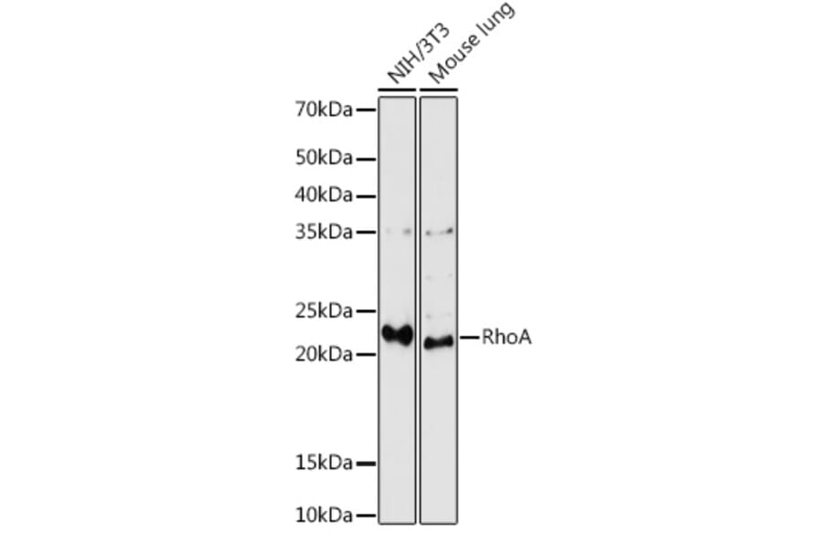 Western Blot - Anti-RhoA Antibody (A91750) - Antibodies.com