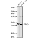 Western Blot - Anti-RhoA Antibody (A91750) - Antibodies.com